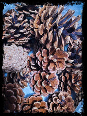 Large Pine Cones